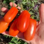 Tomate Rouge 'San Marzano' Graines