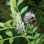 Réglisse Romaine (Glycyrrhiza echinata) Graines