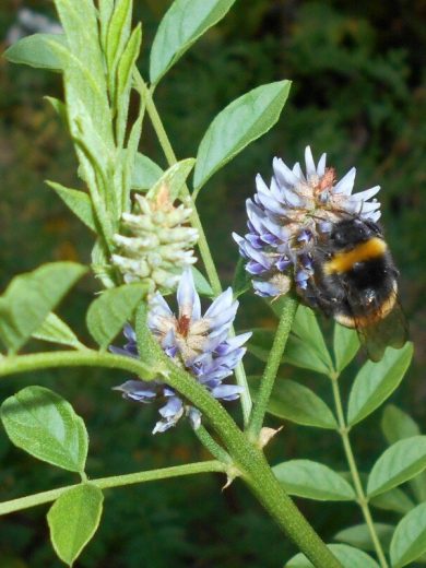 Réglisse Romaine (Glycyrrhiza echinata) Graines