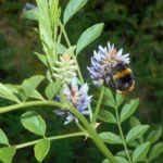 Réglisse Romaine (Glycyrrhiza echinata) Graines