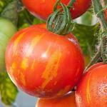 Tomate Bicolore 'Tigrella' Graines