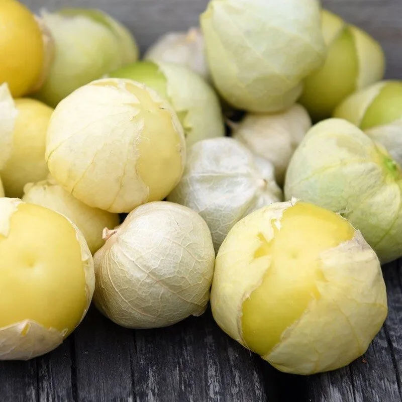 Tomatillo Blanc 'Amarylla' (Physalis ixocarpa) Graines
