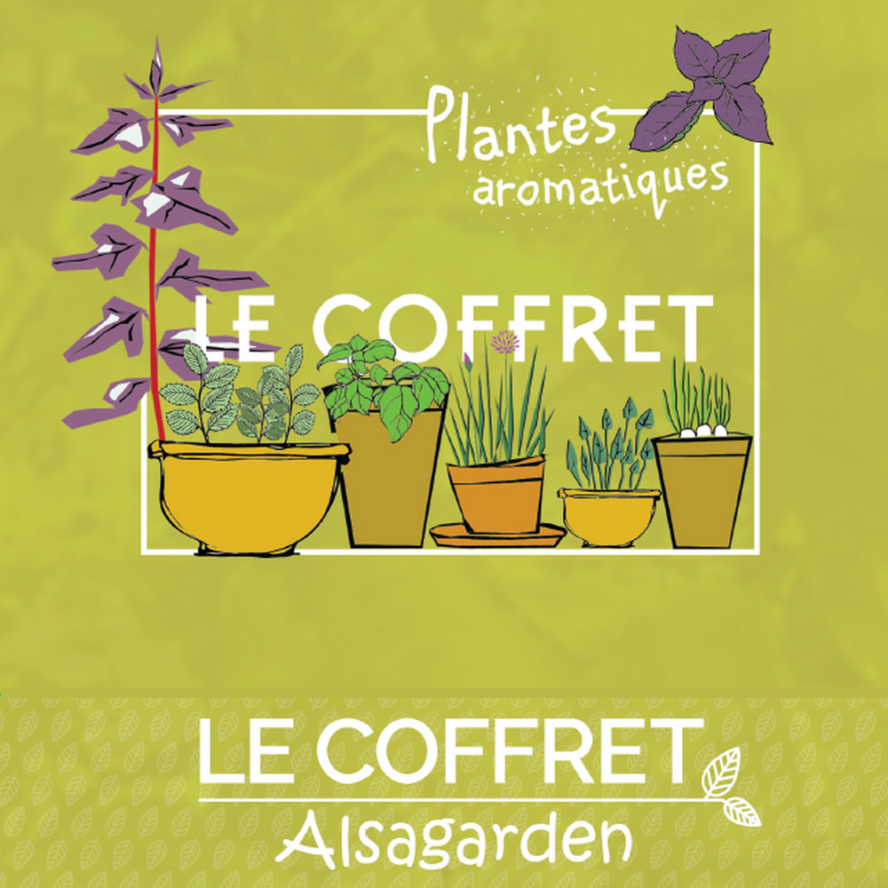 Coffret de 12 sachets de graines de plantes aromatiques