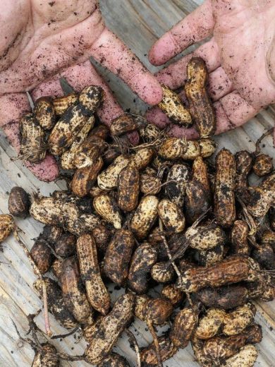 Cacahuètes (Arachis hypogaea) à planter