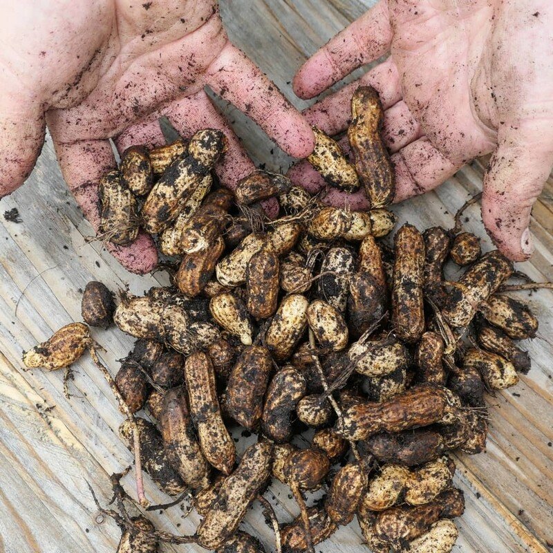Cacahuètes (Arachis hypogaea) à planter