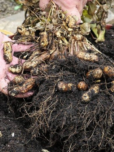 Cacahuètes (Arachis hypogaea) à planter