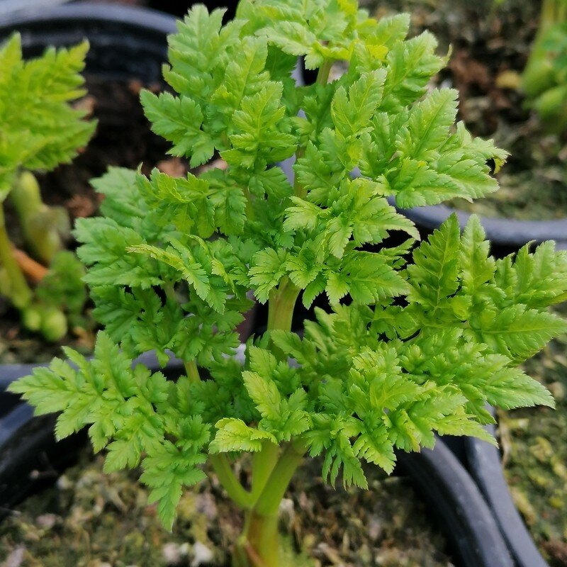 Cerfeuil perpétuel (Myrrhis odorata) Plant