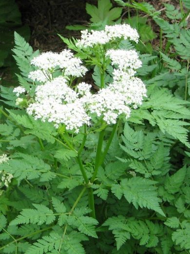 Cerfeuil perpétuel (Myrrhis odorata) Plant