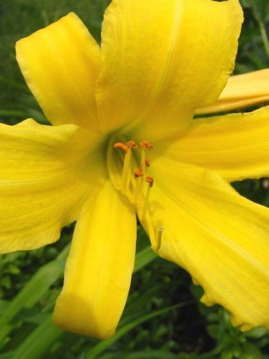 Hémérocalle 'Stella De Oro' (Fleurs comestibles) Plant