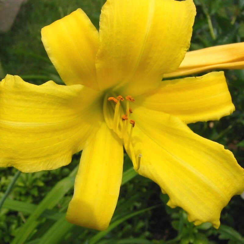 Hémérocalle 'Stella De Oro' (Fleurs comestibles) Plant