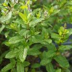 Menthe 'Mojito' Véritable (Mentha hemingwayensis) Plant