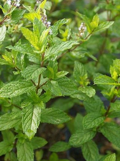 Menthe 'Mojito' Véritable (Mentha hemingwayensis) Plant