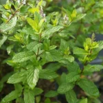 Menthe 'Mojito' Véritable (Mentha hemingwayensis) Plant