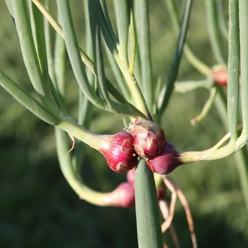 Oignon Rocambole Perpétuel (Allium cepa viviparum) Plant