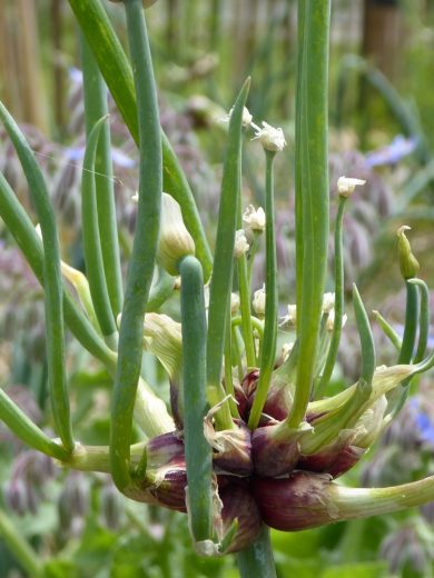 Oignon Rocambole Perpétuel (Allium cepa viviparum) Plant