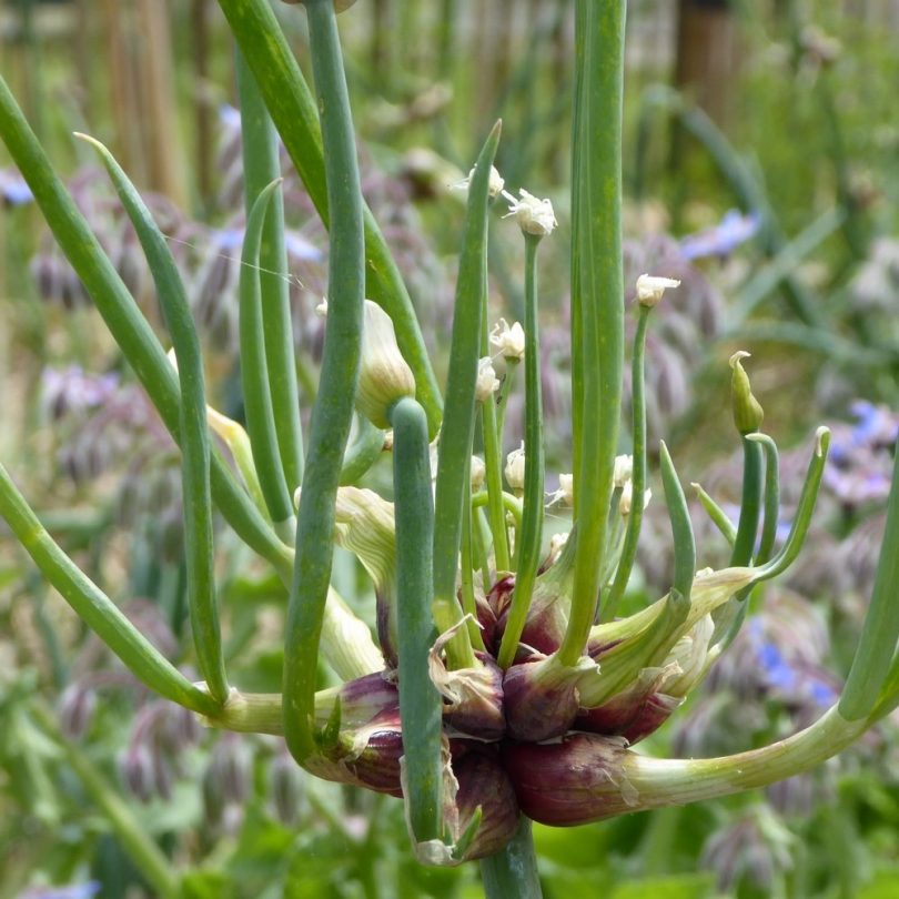 Oignon Rocambole Perpétuel (Allium cepa viviparum) Plant