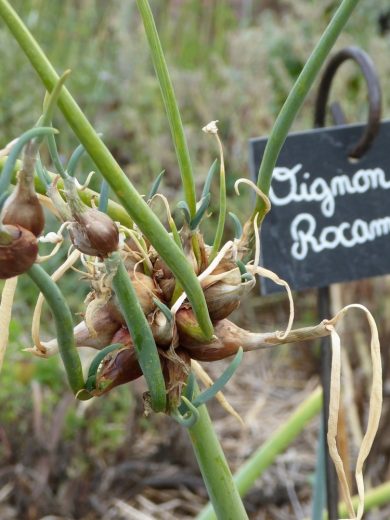 Oignon Rocambole Perpétuel (Allium cepa viviparum) Plant