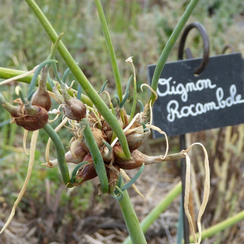 Oignon Rocambole Perpétuel (Allium cepa viviparum) Plant