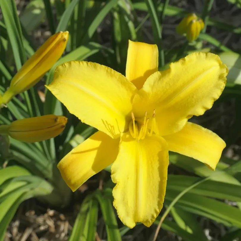 Hémérocalle comestible ‘Buttercup Palace’ Plant
