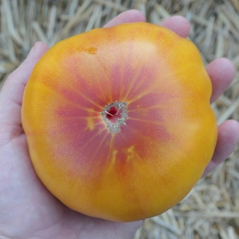 Tomate 'German Gold' (Variété ancienne) Graines – Image 2