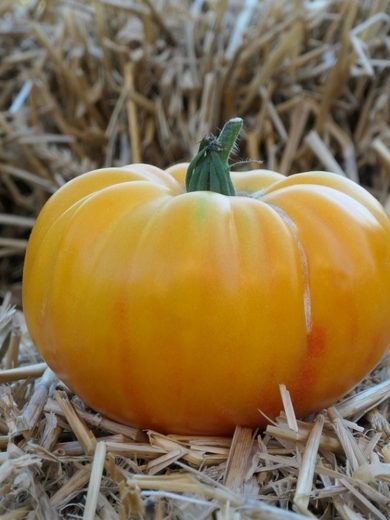 Tomate 'German Gold' (Variété ancienne) Graines