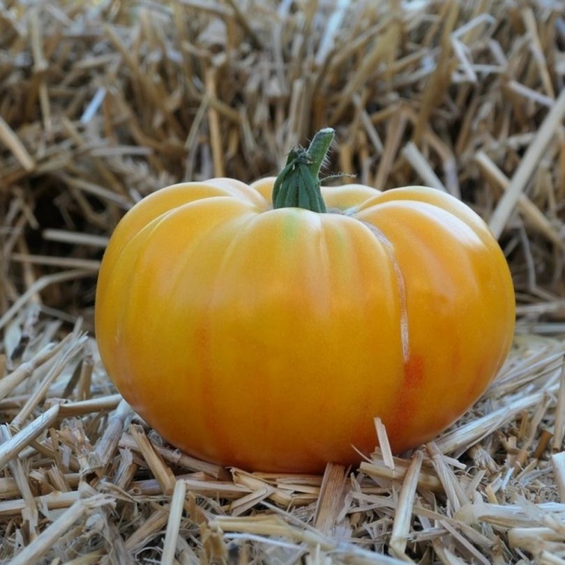 Tomate 'German Gold' (Variété ancienne) Graines