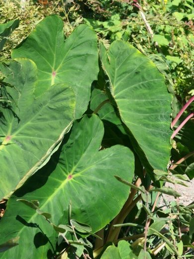 Taro Oreilles d'éléphant 'Pink China' (Colocasia esculenta) Plant