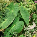 Taro Oreilles d'éléphant 'Pink China' (Colocasia esculenta) Plant
