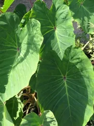 Taro Oreilles d'éléphant 'Pink China' (Colocasia esculenta) Plant
