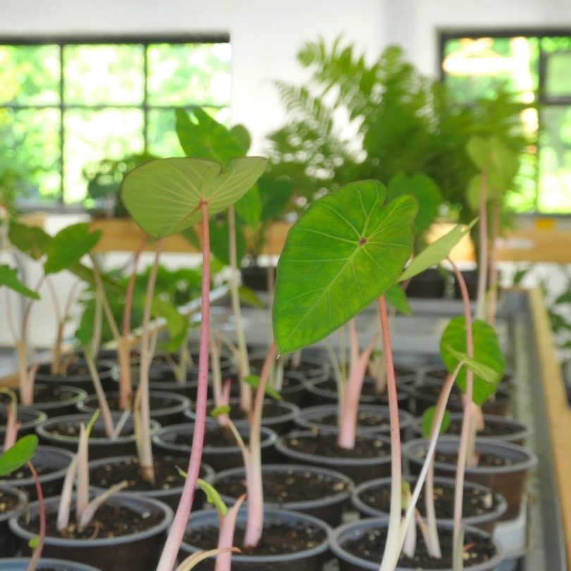 Taro Oreilles d'éléphant 'Pink China' (Colocasia esculenta) Plant