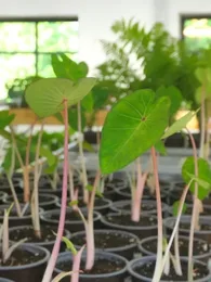 Taro Oreilles d'éléphant 'Pink China' (Colocasia esculenta) Plant