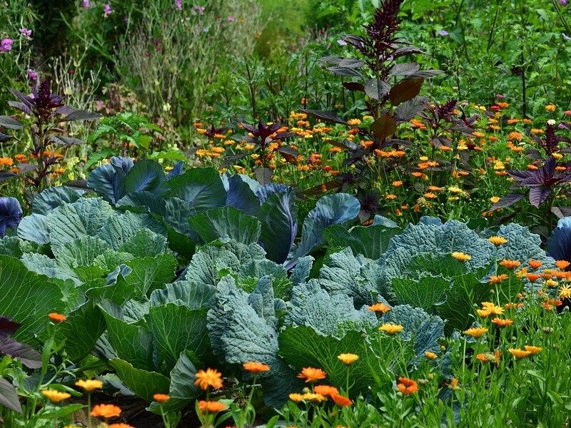 Coffret : Le Petit Potager Saveurs ensoleillées BIO