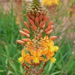 Plante miracle (Bulbine frutescens) Plant