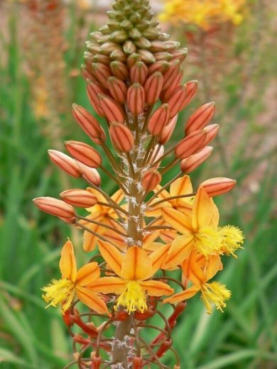 Plante miracle (Bulbine frutescens) Plant