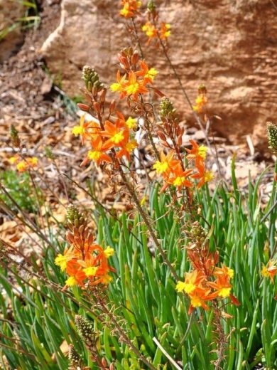Plante miracle (Bulbine frutescens) Plant
