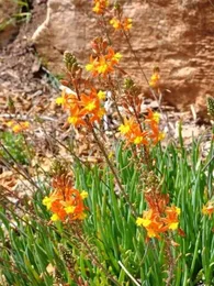 Plante miracle (Bulbine frutescens) Plant