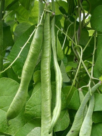 Haricot perpétuel 'Orteil du Prêcheur' Graines