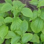 Basilic Thym (Variété insolite) Graines
