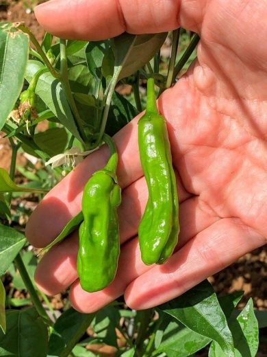 Piment Japonais 'Shishito' (Capsicum annuum) Graines