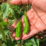 Piment Japonais 'Shishito' (Capsicum annuum) Graines