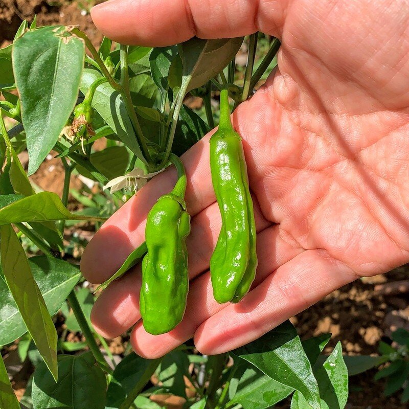 Graines de Mini poivron - Capsicum annuum - Boutique Végétale