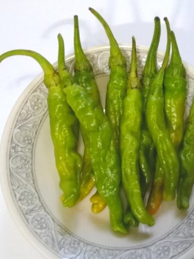 Piment Japonais 'Shishito' (Capsicum annuum) Graines
