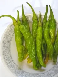 Piment Japonais 'Shishito' (Capsicum annuum) Graines