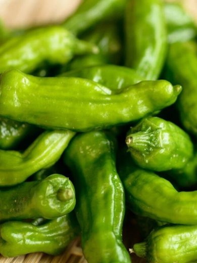 Piment Japonais 'Shishito' (Capsicum annuum) Graines