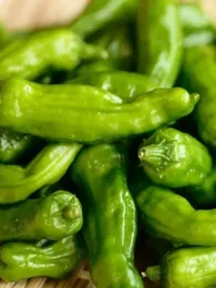 Piment Japonais 'Shishito' (Capsicum annuum) Graines