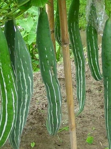 Courge Serpent, Patole (Trichosanthes cucumerina) Graines rares