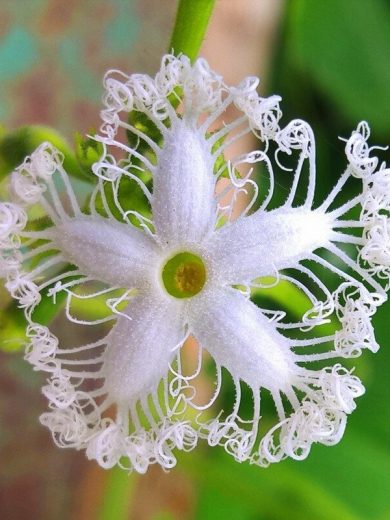 Courge Serpent, Patole (Trichosanthes cucumerina) Graines rares