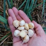 Poireau perpetuel (Allium ampeloprasum) Bulbes