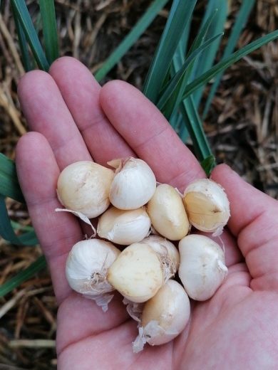 Poireau perpetuel (Allium ampeloprasum) Bulbes