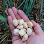 Poireau perpetuel (Allium ampeloprasum) Bulbes